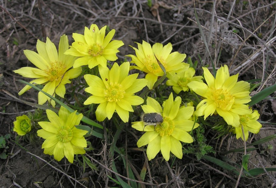 Травы названия