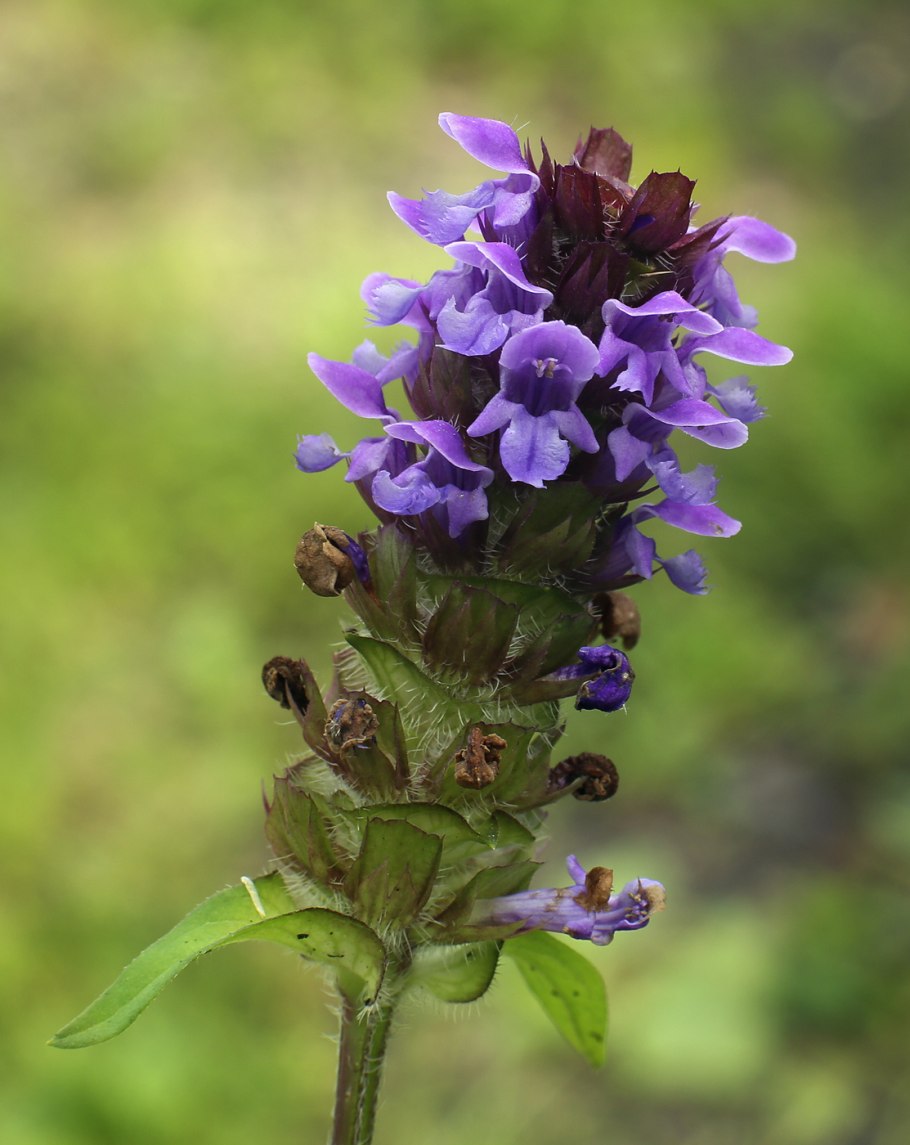 Prunella vulgaris
