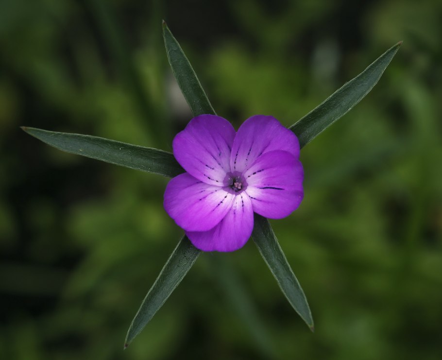 Растения краснокнижники Пермского края