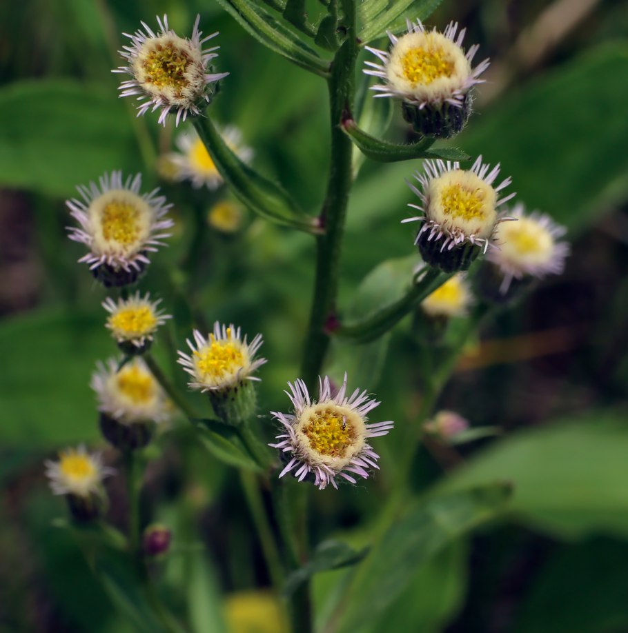 Erigeron Acris