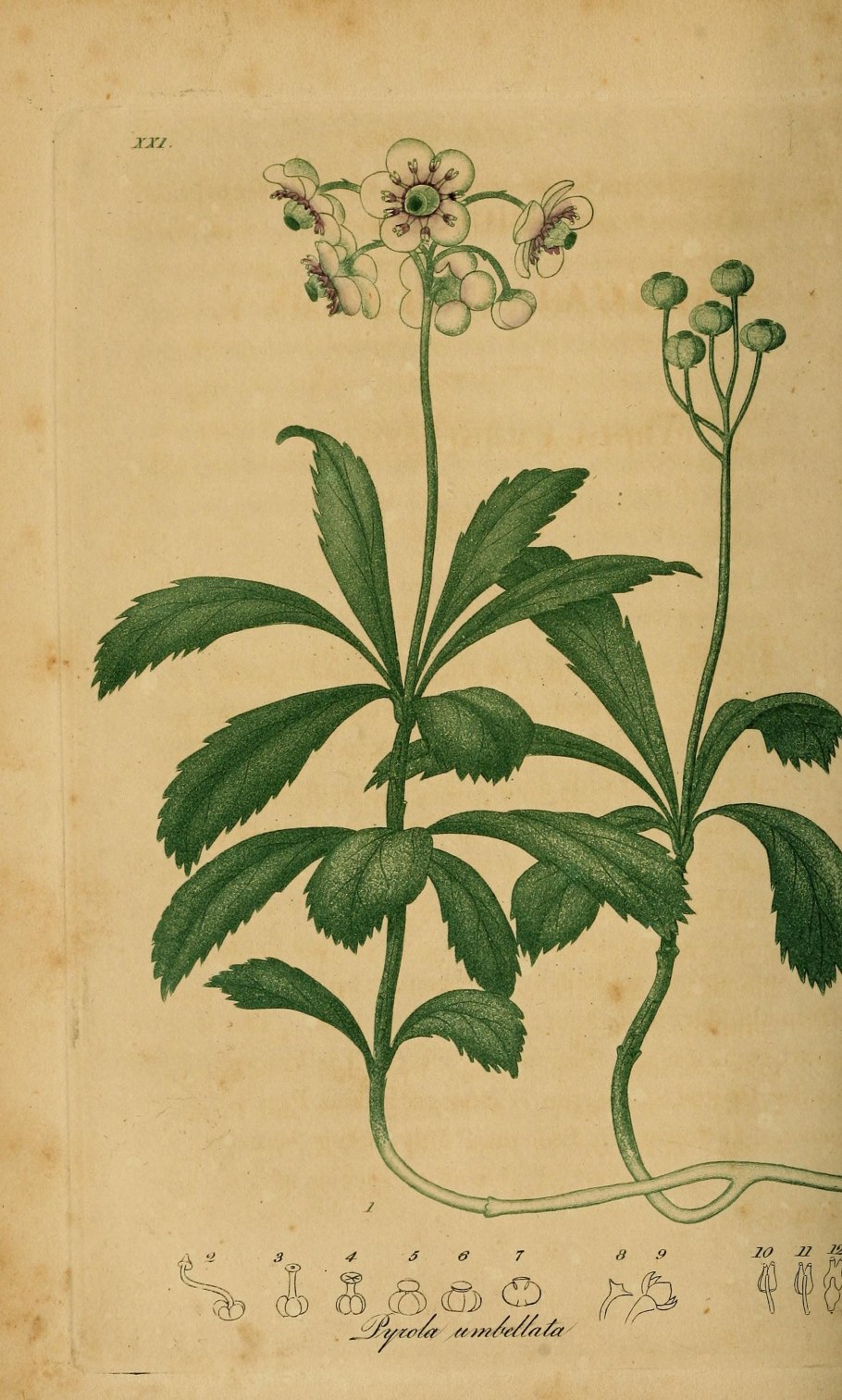 Chimaphila umbellata