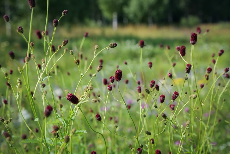 Кровохлебка sanguisorba officinalis
