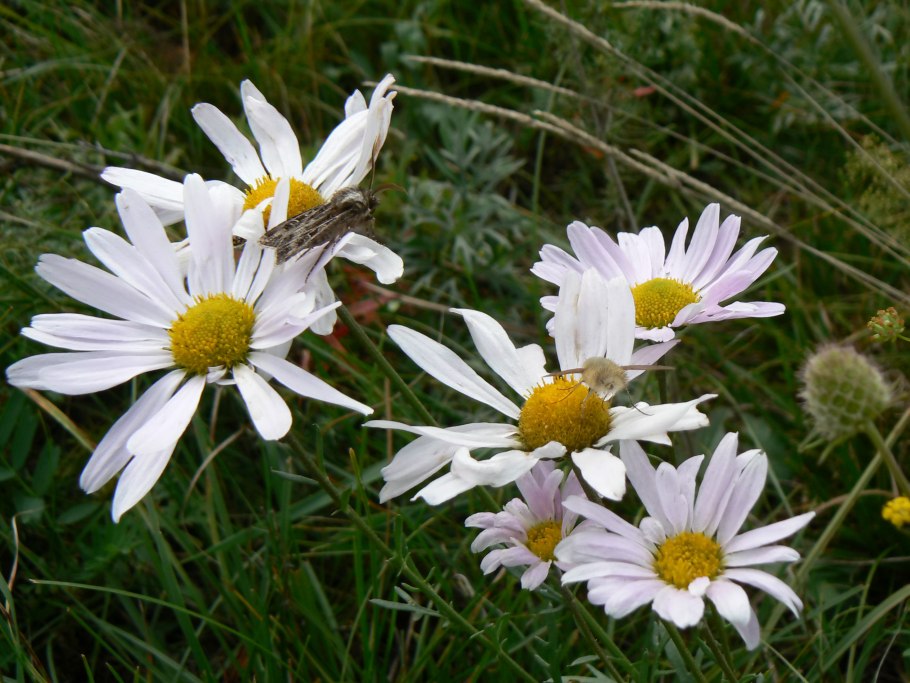 Зверобой продырявленный (Hypericum perforatum)
