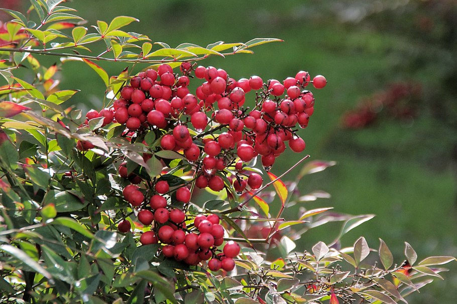 Кизильник Рябиновый