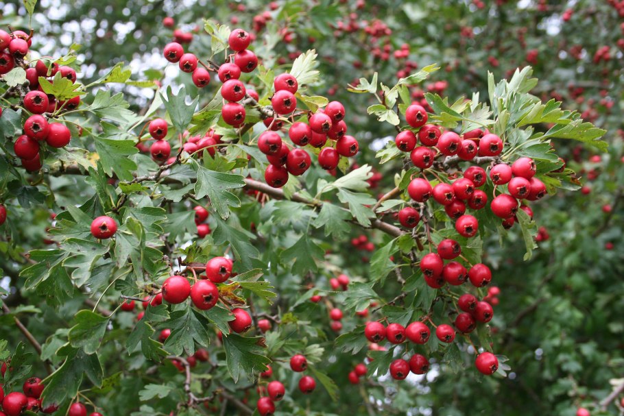 Боярышник однопестичный (Crataegus monogyna)