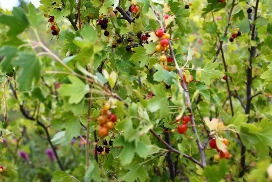 Репис дикая смородина