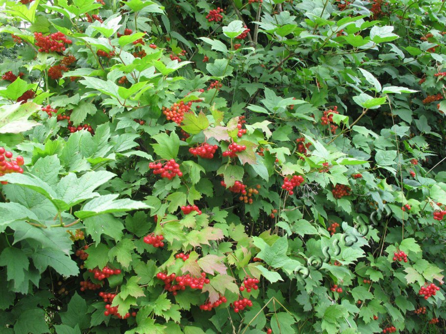 Калина плодовая куст