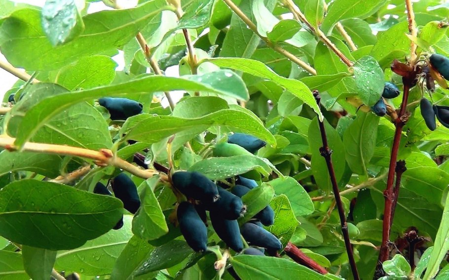 Плодовый кустарник ирга