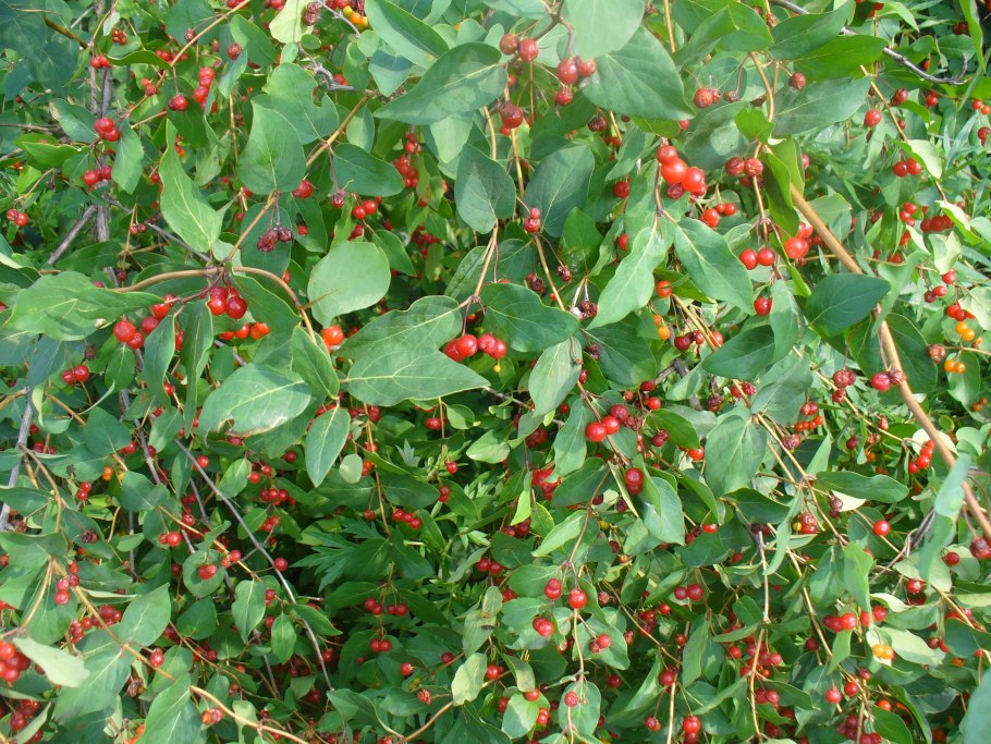 Ирга канадская Мартин