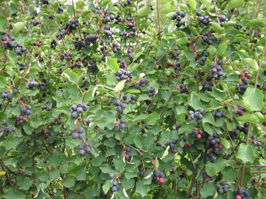 Ирга круглолистная Amelanchier ovalis