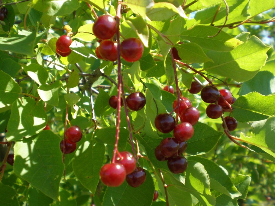 Ягодные кустарники