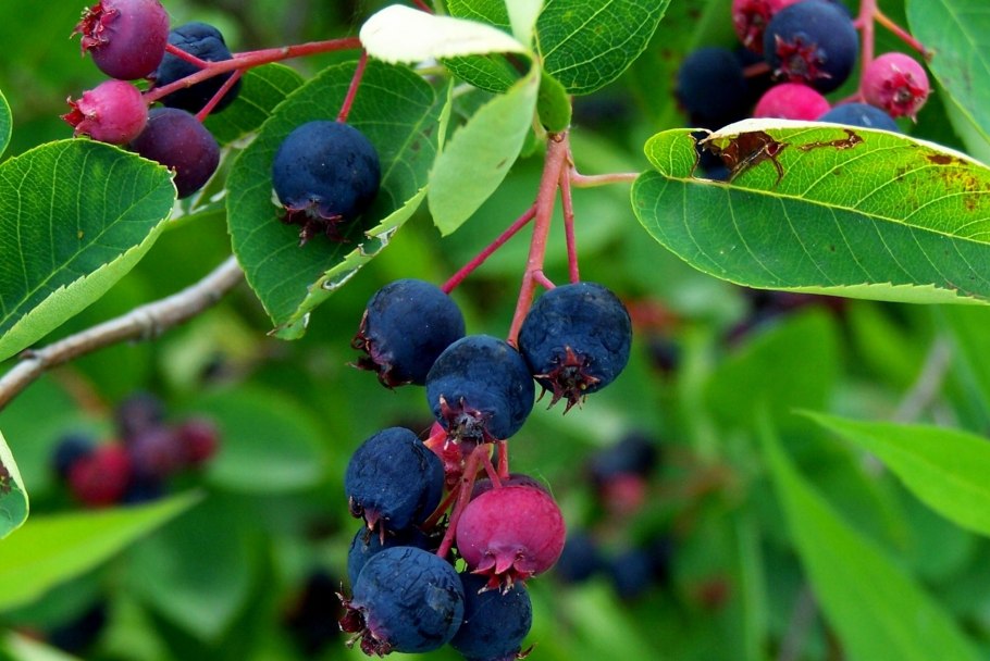 Ягодный кустарник Гойя