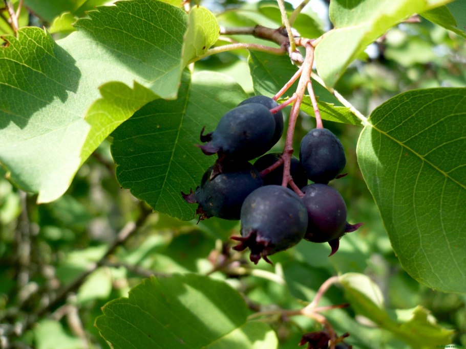 Черри вишня дерево