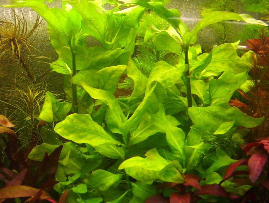 Верхоплавные аквариумные растения
