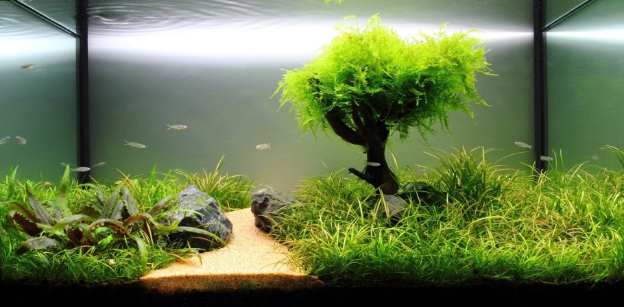 Неприхотливое животное в аквариуме