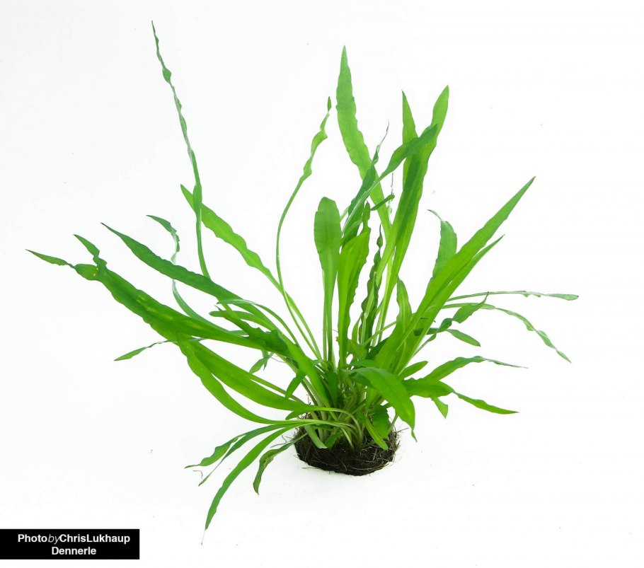 Стаурогин Репенс аквариумное растение