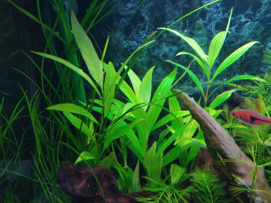 Роголистник в цихлиднике