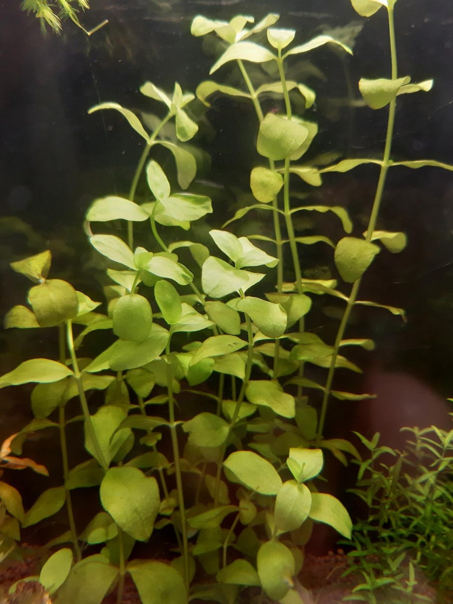 Морской креветочник