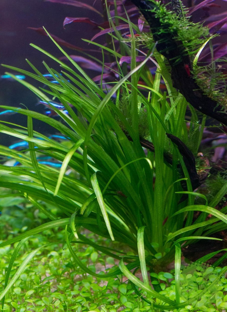 Погостемон Эректус