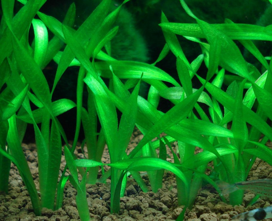 Валлиснерия американская (Vallisneria Americana)