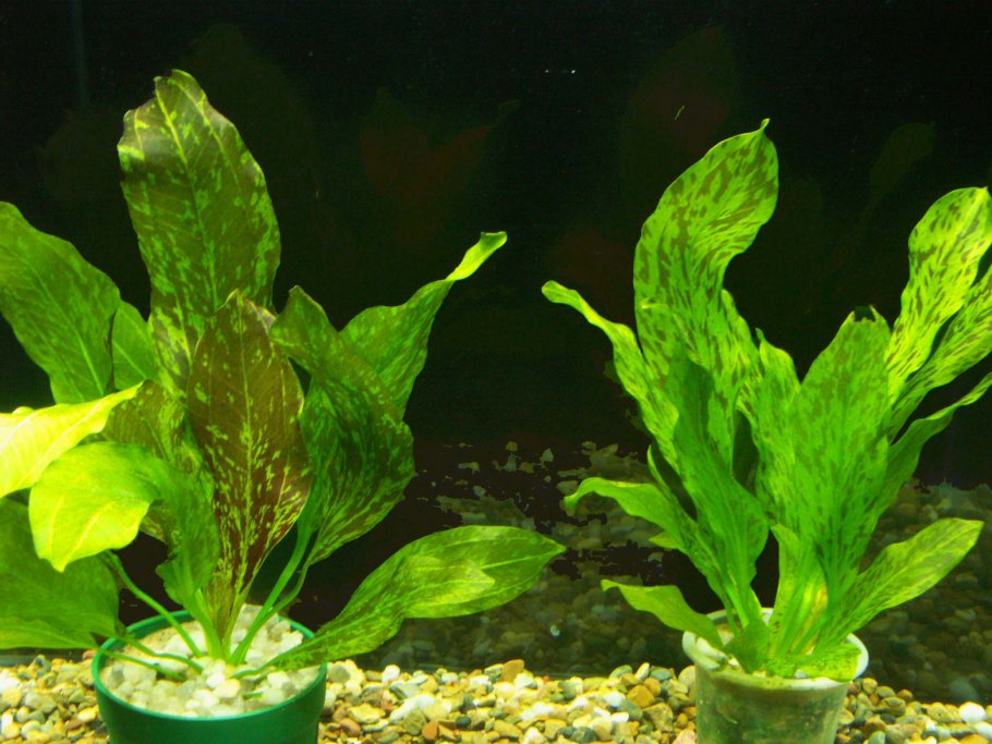 Эхинодорус "Оцелот" (Echinodorus Ozelot)