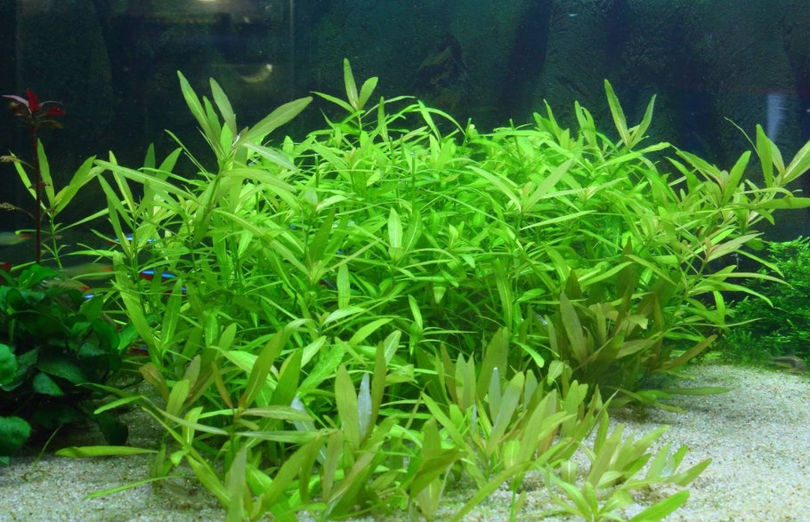 Непривередливые аквариумные растения