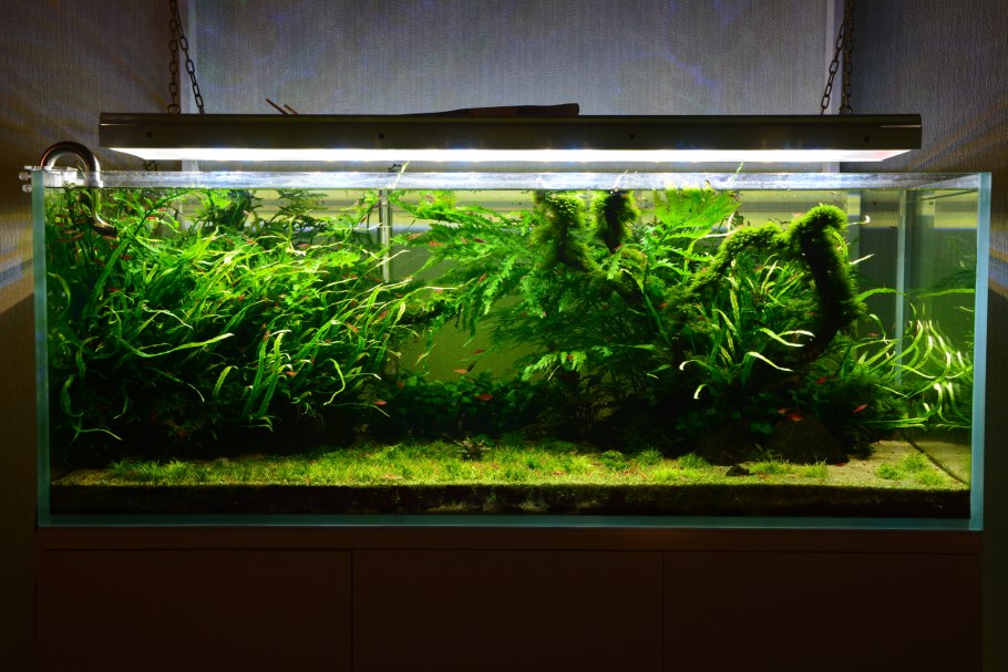 Гигрофила Браун