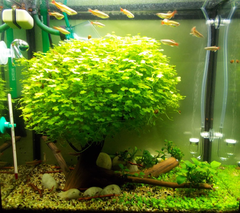 Красивые и неприхотливые растения для аквариума
