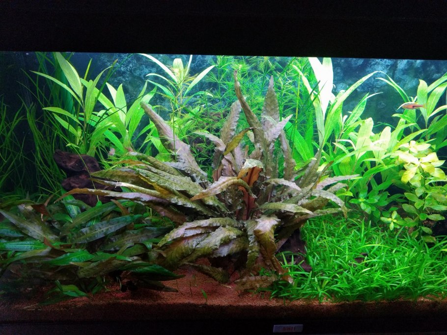 Гимнокоронис спилантоидес аквариумное растение