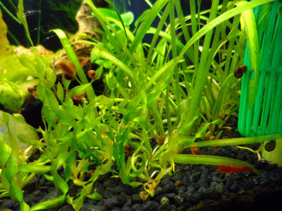 Валлиснерия крученолистная