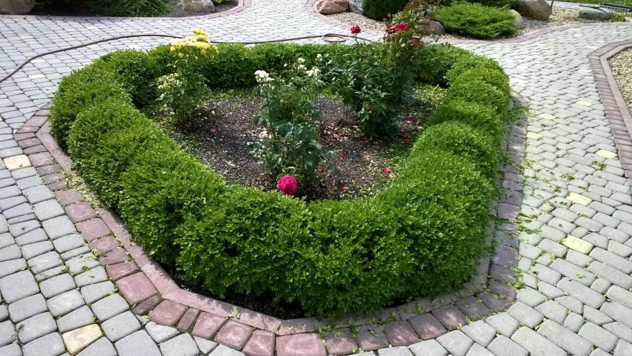 Спирея самшит