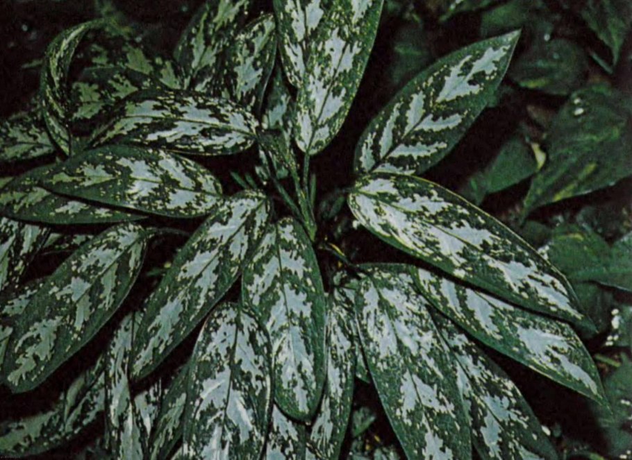 Аглаонема пестрая