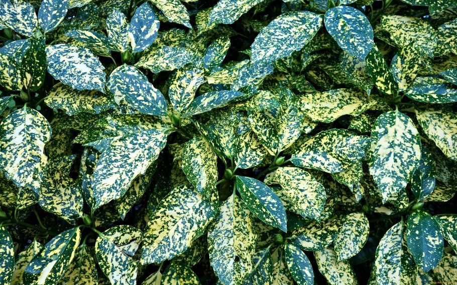 Аглаонема цветок