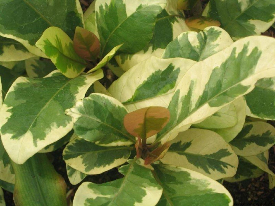 Кодиеум Кротон пестрый