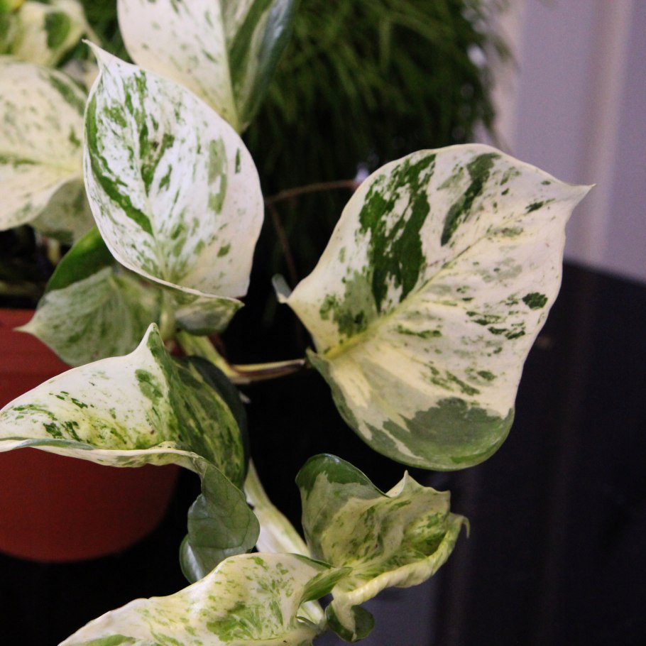 Аглаонема коммутатум