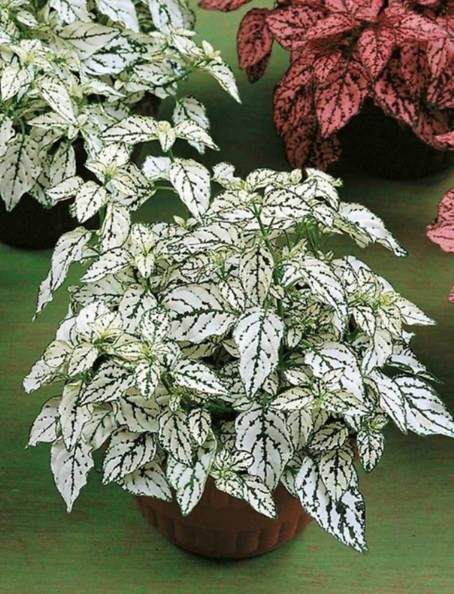 Фиттония гипоэстес