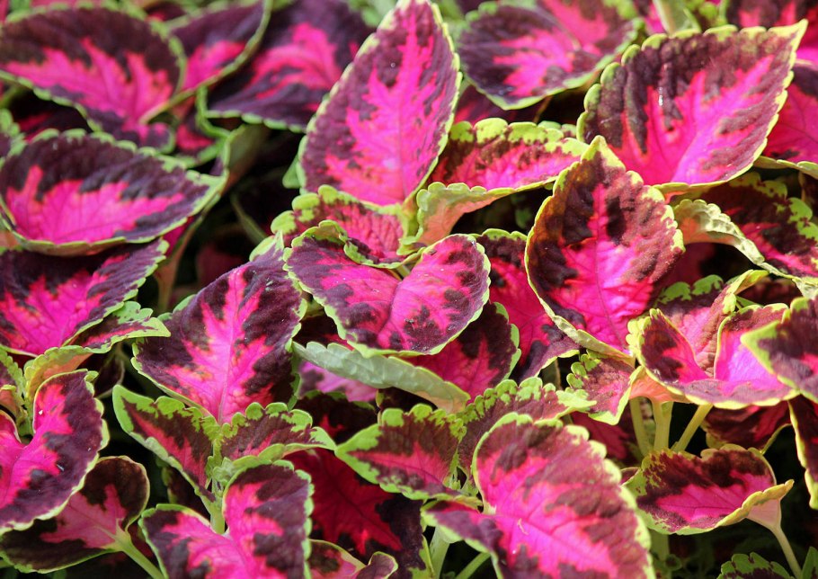 Колеус визард роуз