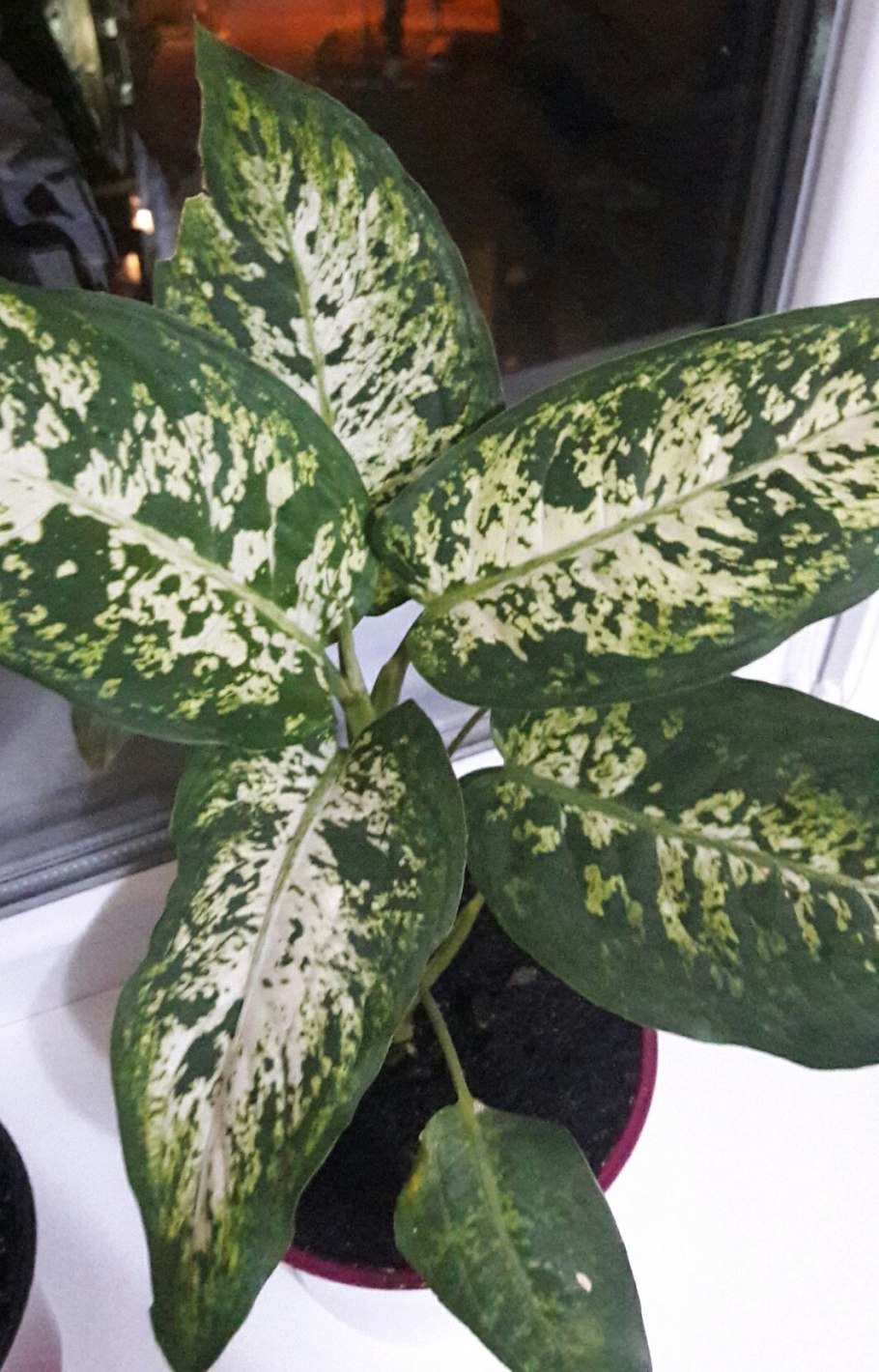 Бересклет японский