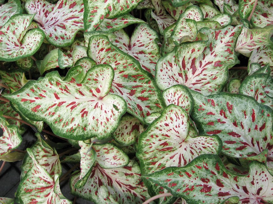 Аглаонема Расписная Aglaonema pictum