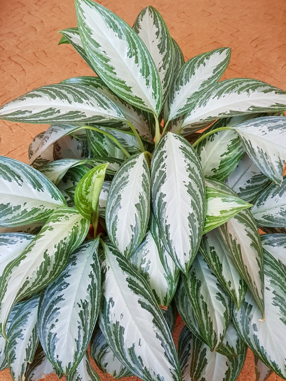 Fittonia argyroneura