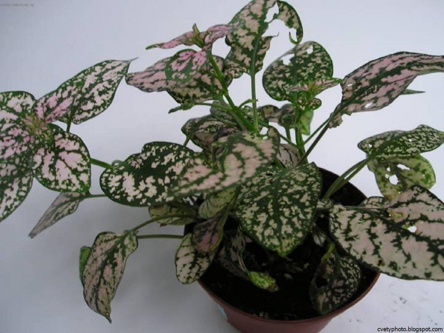 Аглаонема Мэри