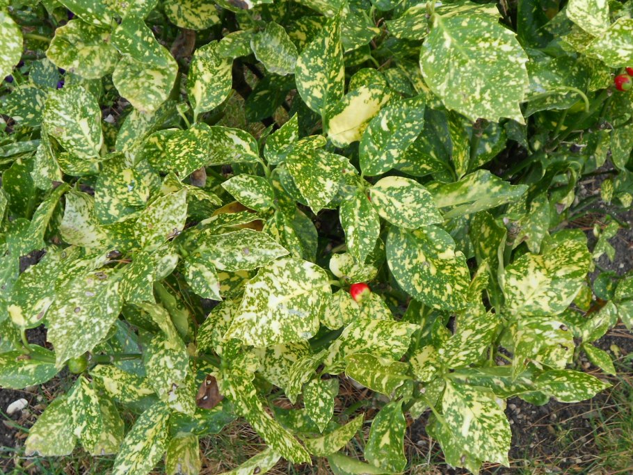 Кротон пятнистый узколистный