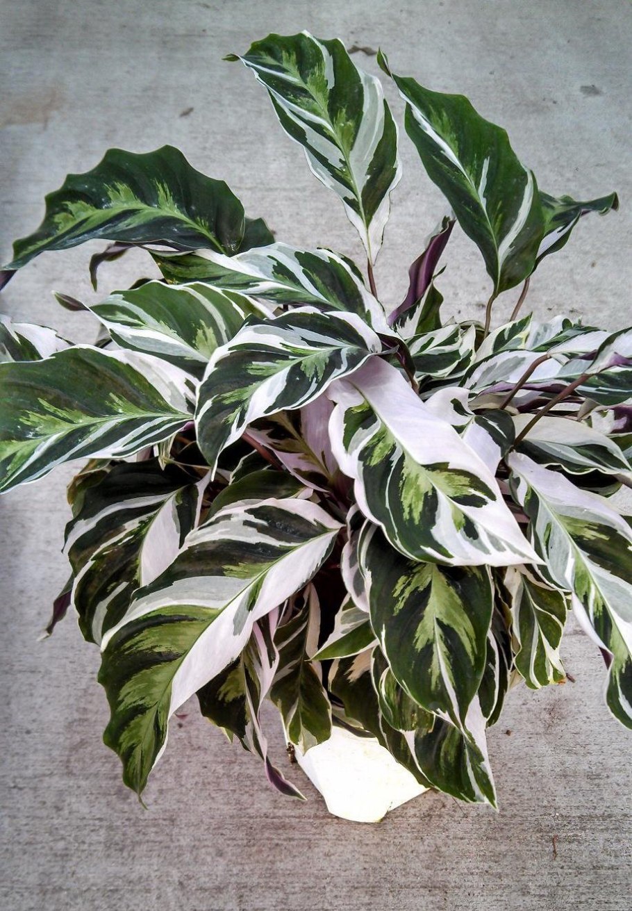 Маранта leuconeura kerchoveana