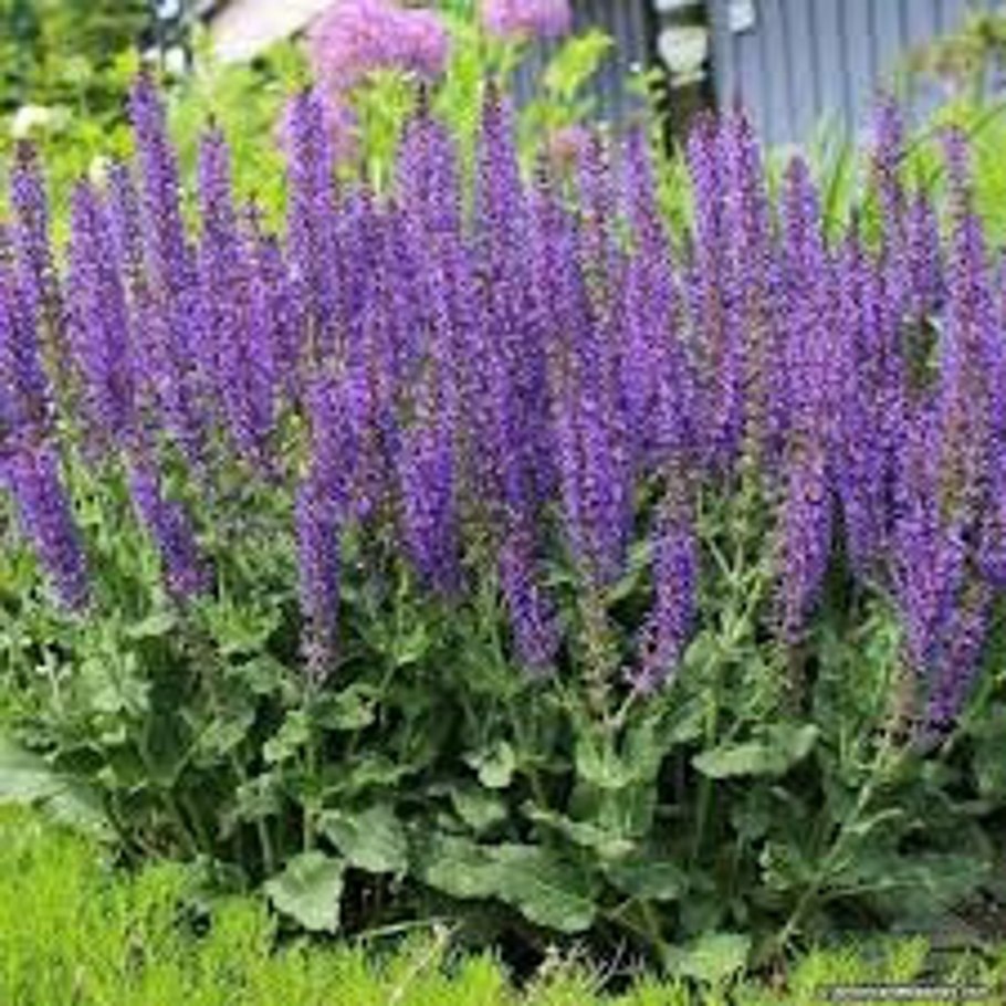 Шалфей Дубравный (Salvia nemorosa)
