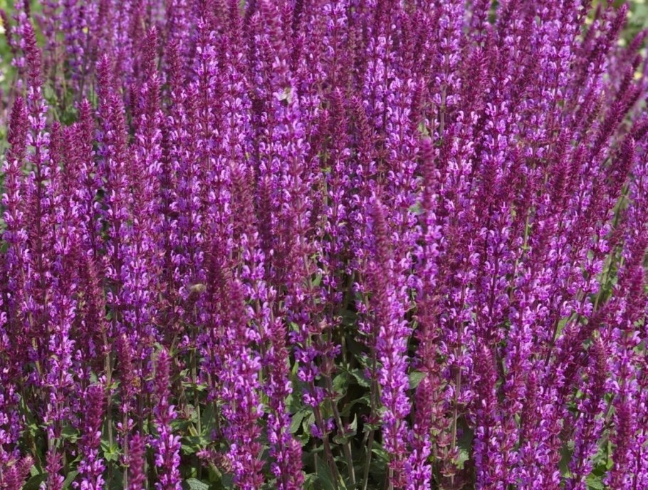 Шалфей Дубравный (Salvia nemorosa `Amethyst`)