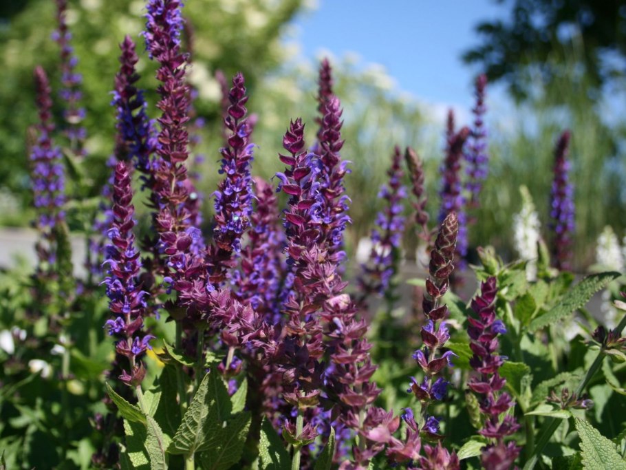 Шалфей Дубравный (Salvia nemorosa `Ostfriesland`)