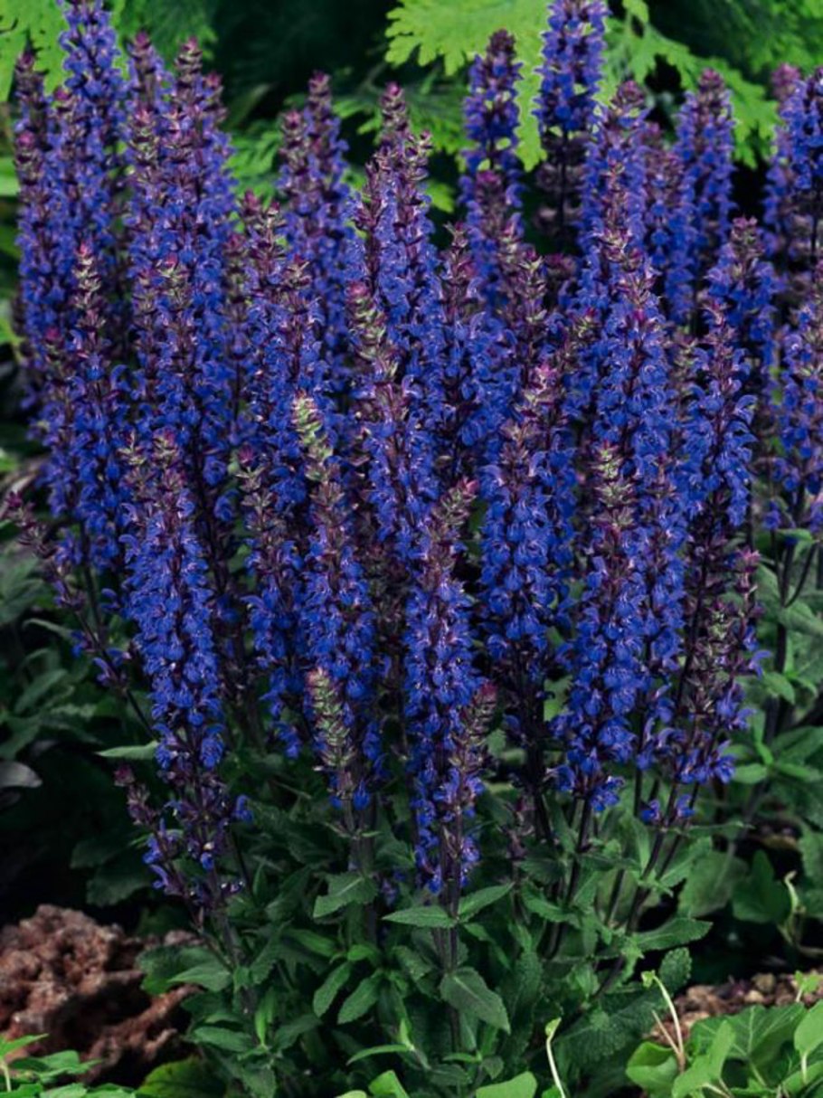 Шалфей Дубравный (Salvia nemorosa `Caradonna`)