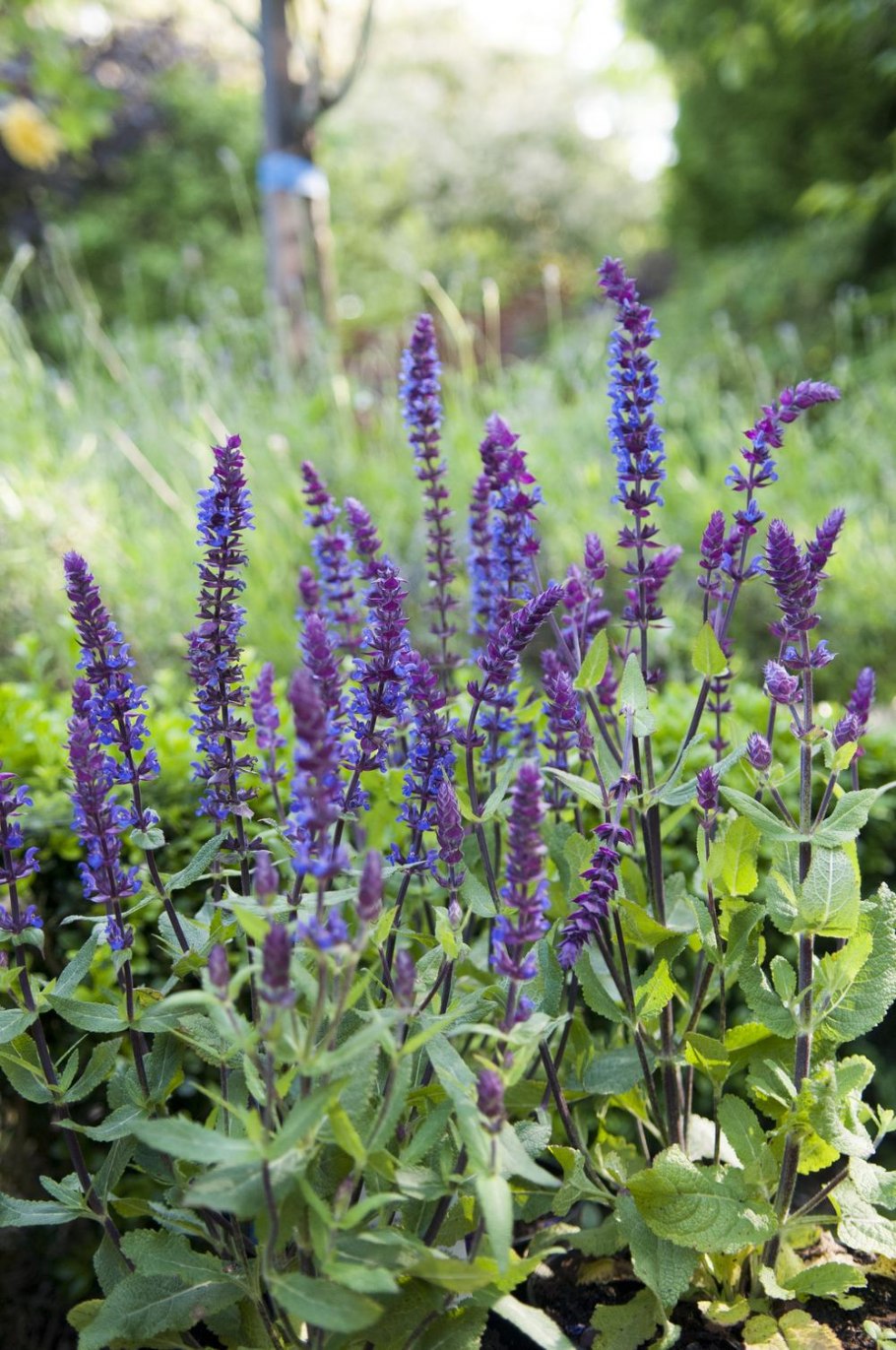 Шалфей Дубравный (Salvia nemorosa)