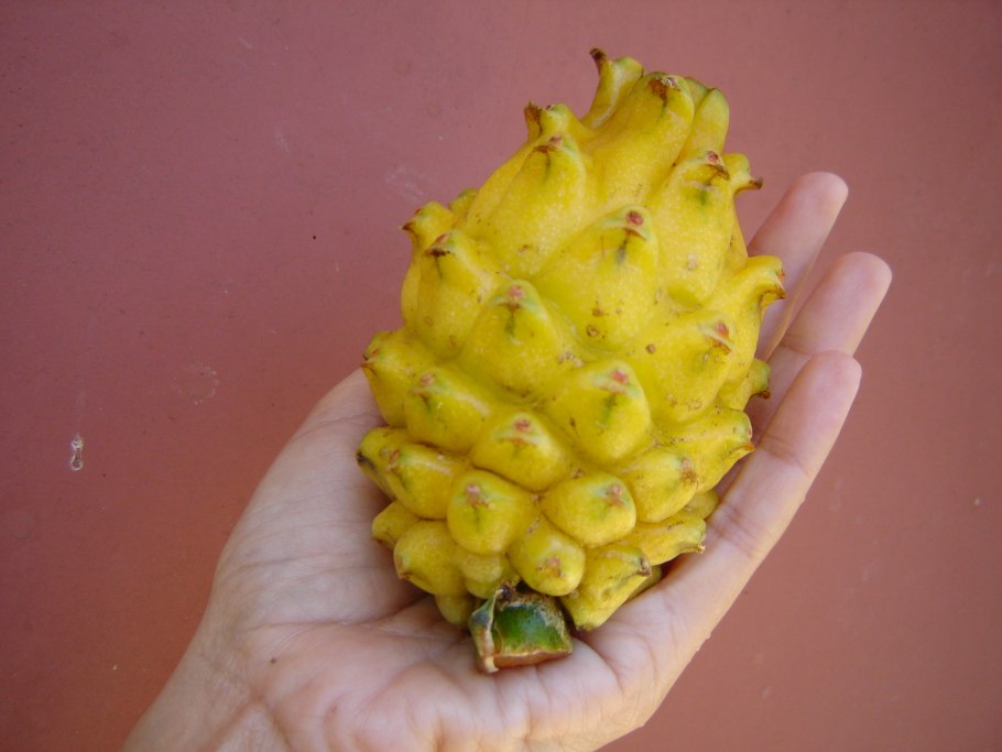 Афганский гранат фрукт