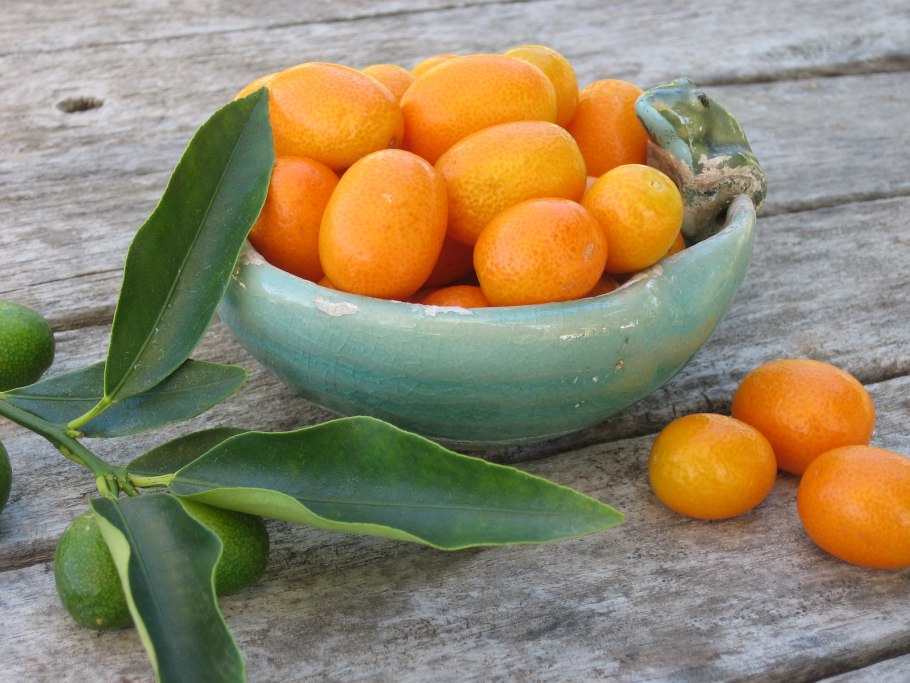 Кумкват апельсин Вашингтон